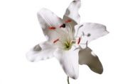 Extra Large White Lily