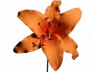 Extra Large Orange Lily Foam Flower